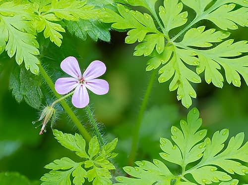 Washington State, Central Cascades. Close-up of wild geranium purple flower and green leaves Art Print